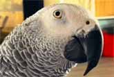 Meet Gizmo: The Parrot Who Just Can’t Stop Talking