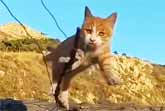 Mission Impossible: Cats Edition – Defying Physics Like Furry Ninjas