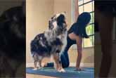 Pawsitively Perfect Yoga Partner