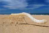 Strandbeests: Theo Jansen's Mesmerizing Wind-Powered Wonders